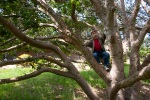 The kids climbing oak trees in Grandma Joyce's back yard, April
