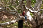 The kids climbing oak trees in Grandma Joyce's back yard, April