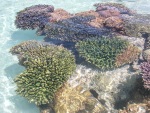 Corals near the beach on the resort island of Tsarabanjina off the northwest coast of Madagascar, April