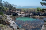 At Point Lobos state park, June