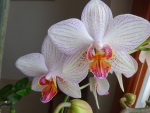 Emi's amazing orchids in our kitchen, January