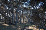 Point Lobos, January