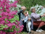 Among the azaleas at the National Arboretum in Washington, April