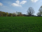 The fields near our home in Hluboká nad Vltavou, April