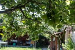 Apples in our back yard in Krupnik, June
