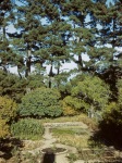 Garden of the Burlingame house, 9/43