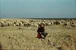 Greg & Keith with sheep at the ranch, 11/14/1943
