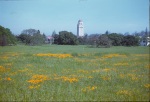 Poppy fields, Hoover Tower, Stanford (scenery) [4], 4/16/1950