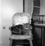 Kitty in kitchen (flash) 4/29/1951