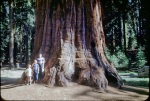 Big Trees: boys by redwood, 8/3/1953