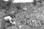 Lubovka, Simeon and Georgi picking rasberries, 1969