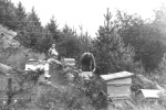 Georgi and Simeon with Zafir & Mitko with bees in the mountains, c. 1969