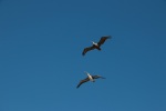 Pelicans on the coast in Pebble Beach, July