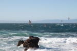 Pelicans on the coast in Pebble Beach, July