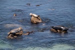 Harbor seals, Pacific Grove, July