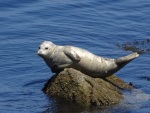 Harbor seal, Pacific Grove, July