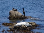 Harbor seal and cormorants, Pacific Grove, July