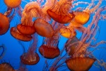 Monterey Bay Aquarium, July