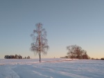 Emi's favorite tree between fields near our home, Hluboká, Jan. 2021