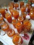 Making apricot jam in Krupnik, June 2021