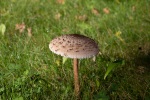 A big mushroom that popped up in our garden, September
