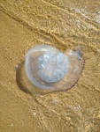 A jelly fish on the beach, Sveti Vlas on the Black Sea, August 2022