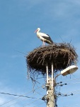 A stork in Krupnik, 3/23