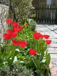Spring arriving to our garden in Krupnik, 4/23