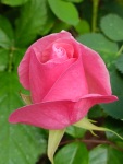 Roses in our garden, Krupnik, 5/23