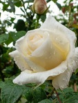 Roses in our garden, Krupnik, 5/23