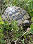 The turtle in our "orchard", Krupnik, 5/23.