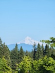 Mt. Hood viewed from the Washington State University campus near our house, 6/23