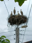 Storks in Krupnik 7/23