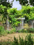 Our overgrown front yard, Krupnik 7/23