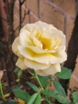 A rose in our garden, Krupnik 7/23