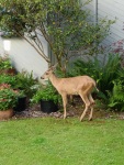 A little buck in the back garden between our house and our neighbors', WA 7/23