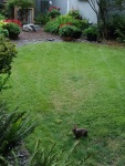 A rabbit in the back garden between our house and our neighbors', WA 7/23