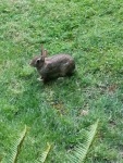 A rabbit in the back garden between our house and our neighbors', WA 7/23