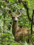 Deer in the Whipple Creek Regional Park near our house, WA 8/23