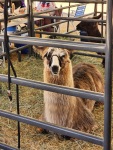 Animals at the Clark Country Fair, WA 8/23