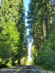 Tall trees lining roads in Clark County WA 8/23
