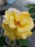 A rose in our garden in Krupnik, 8/23