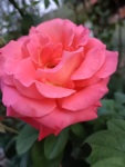 Roses in our garden in Krupnik, 9/23