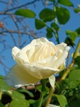 Roses in our garden in Krupnik, 9/23