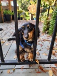 Our neighbor's dog WA 11/23
