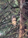 An owl just behind our house, WA 11/23