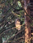 An owl just behind our house, WA 11/23