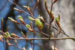 New leaves on the Hluboká castle grounds, April
