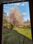 The view from our kitchen window, Hluboká, April