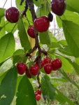 Cherries in our garden, Krupnik, May